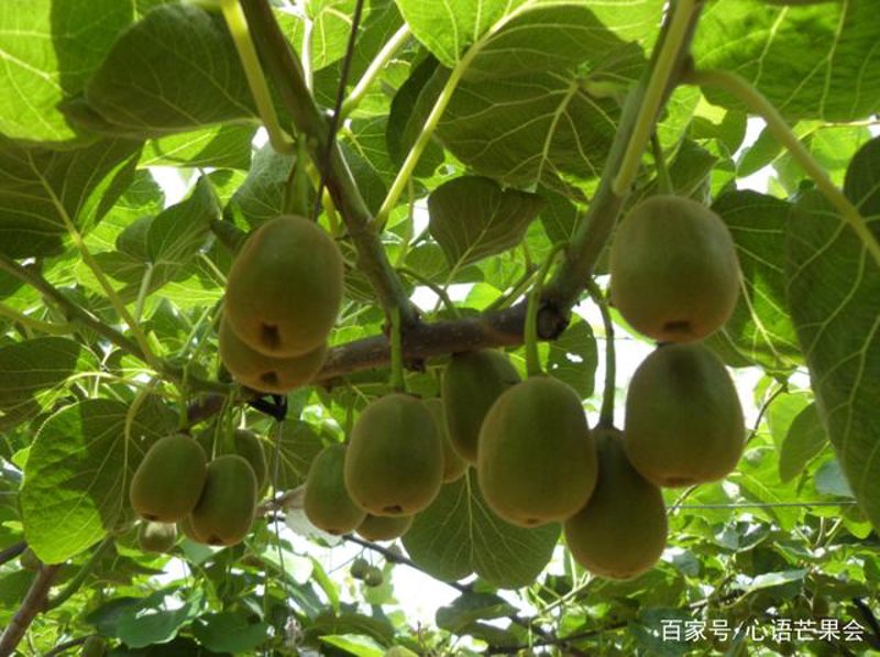 奇异果基地探秘：绿色生态宝地