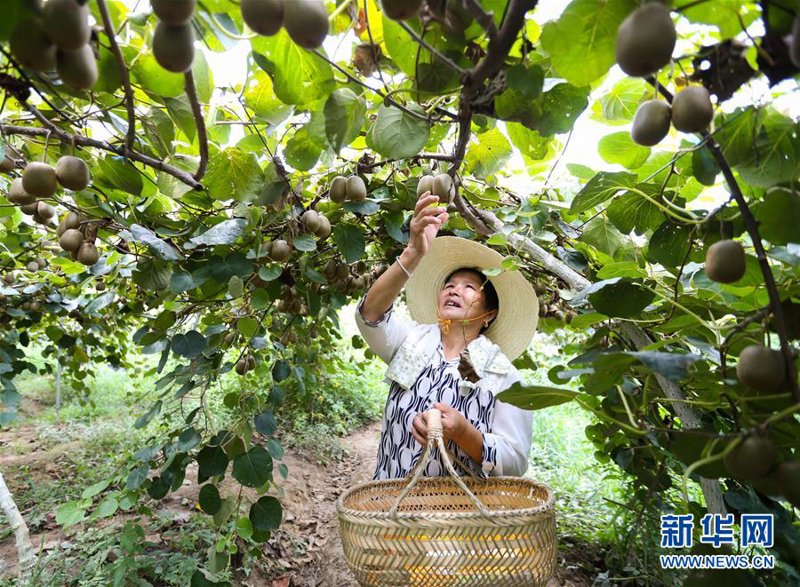 奇异果种苗销售：行业动态前瞻与机遇把握