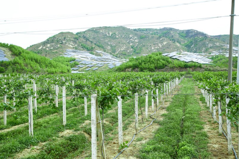 奇异果基地的发展与变革