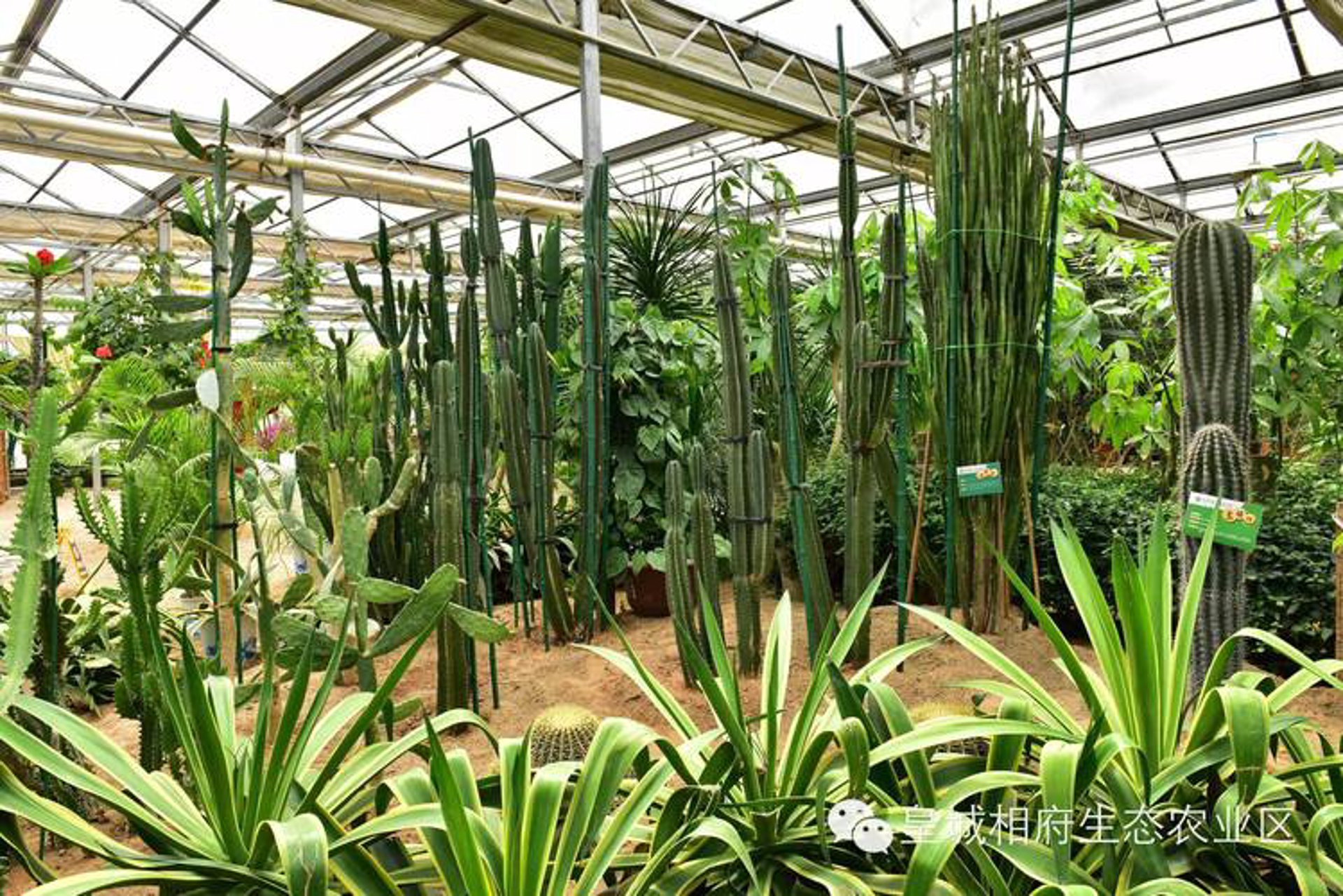 团圆蜜果树