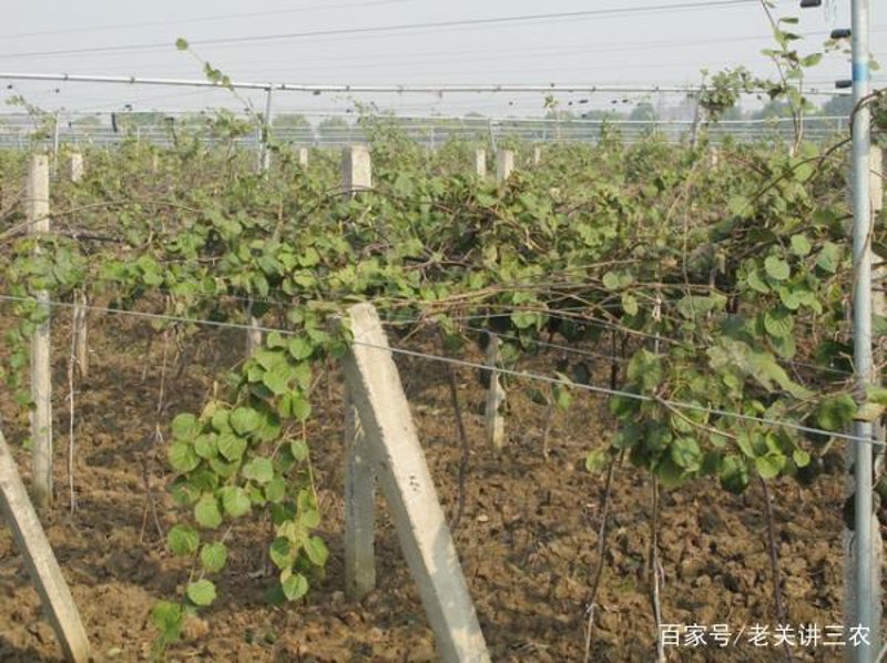 奇异果种苗：现代农业的绿色选择